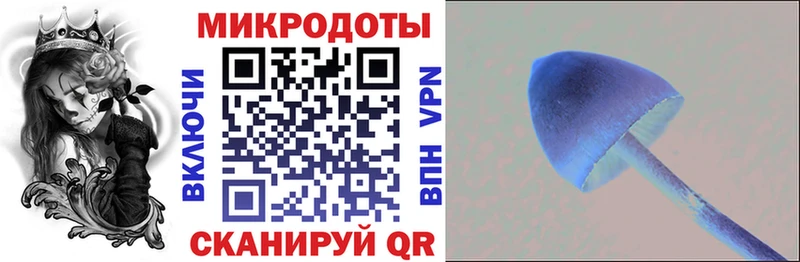 Галлюциногенные грибы Psilocybine cubensis Калачинск